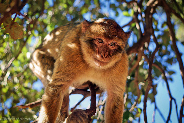 Azrou ~ National Cedar Park of Ifrane ~ Barbary Macaque