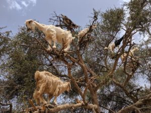 Goats Climbing Argan Trees