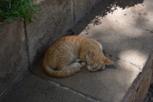 Cat in Rabat